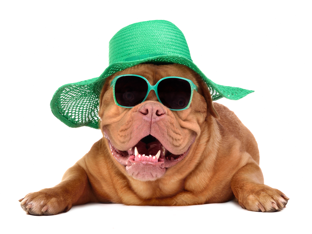 Dog wearing green straw hat and sun glasses, isolated